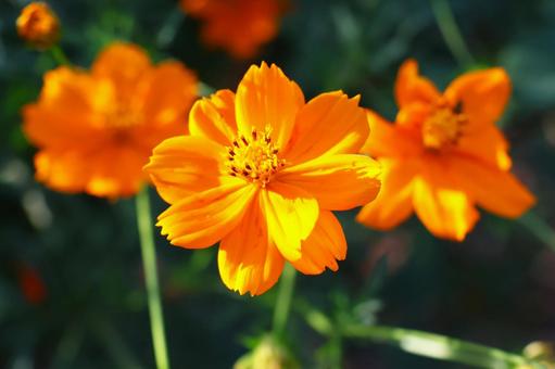 １０月中旬の陽の当たるキバナコスモス キバナコスモス,花,植物の写真素材