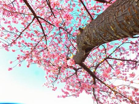 見上げる河津桜の木に満開の花 見上げる河津桜の木に満開の花の写真