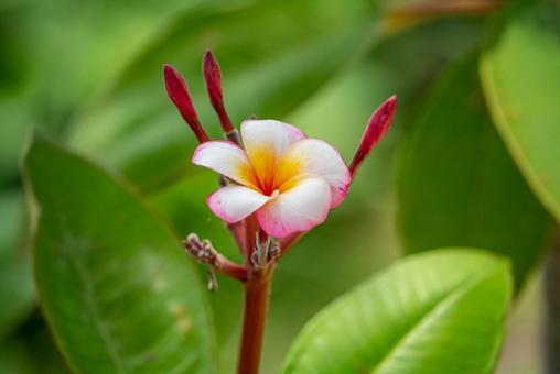 南国のプルメリアと蕾 プルメリア,花,熱帯植物の写真素材