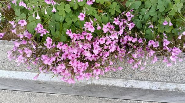 カタバミの花 カタバミの花の写真