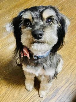 可愛い犬 可愛い犬の写真