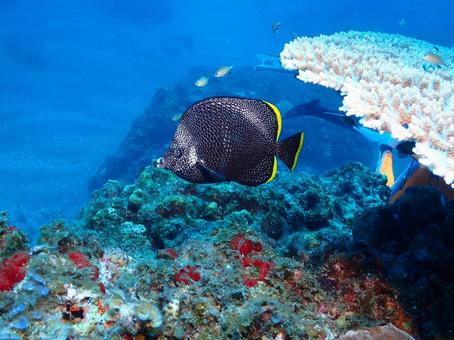 小笠原のユウゼン ユウゼン,魚,小笠原の写真素材