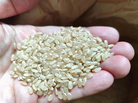 手に持った玄米 米,新米,農家の写真素材