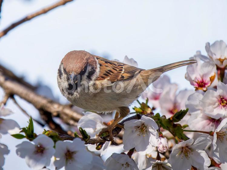桜とスズメ スズメ,雀,鳥の写真素材