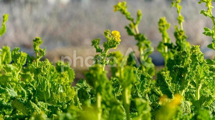青空の下で咲く菜の花 菜の花,花,黄色の写真素材