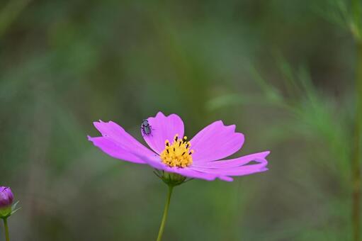コスモス　一輪 コスモス,所沢,いろいろの写真素材