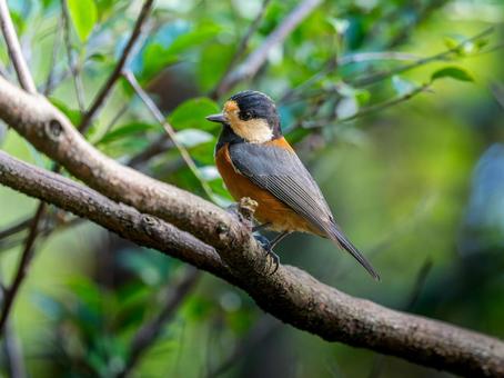 枝にとまるヤマガラ ヤマガラ,野鳥,鳥の写真素材