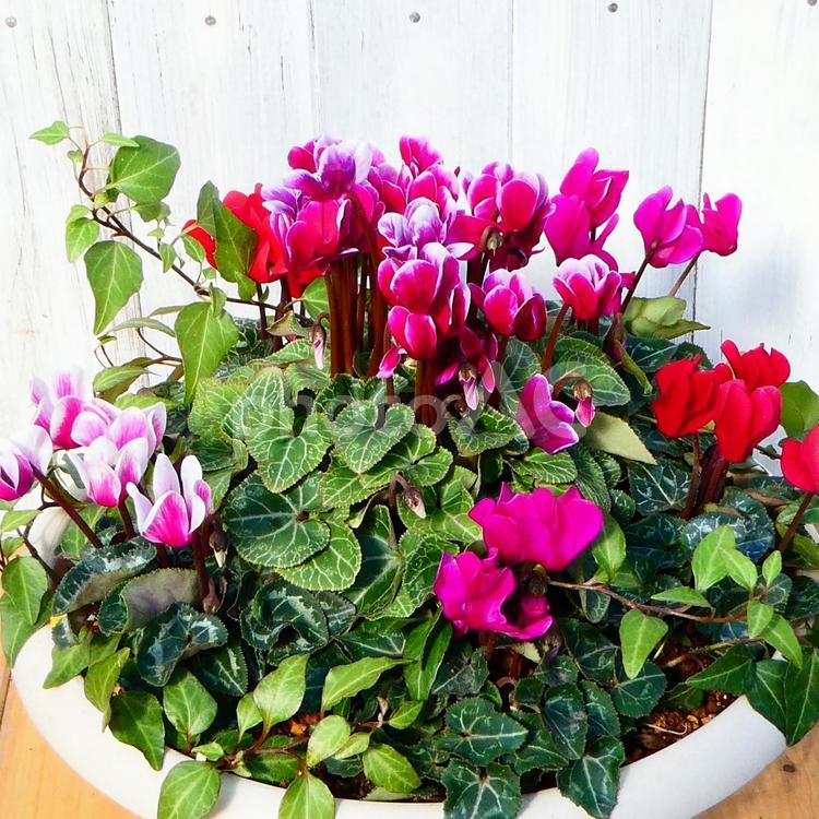 ガーデンシクラメンの寄せ植え 花,寄せ植え,ガーデンシクラメンの写真素材