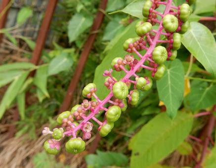 【植物写真】ヨウシュヤマゴボウ 【植物写真】ヨウシュヤマゴボウの写真