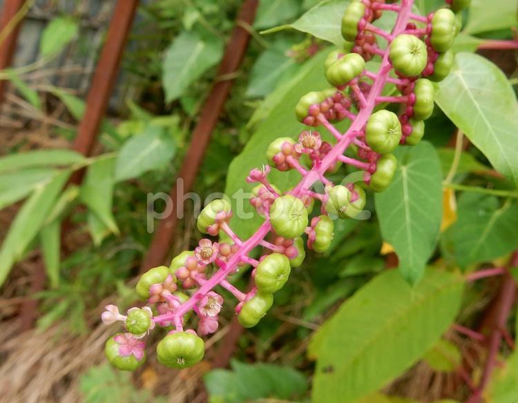【植物写真】ヨウシュヤマゴボウ ヨウシュヤマゴボウ,洋種山牛蒡,植物の写真素材