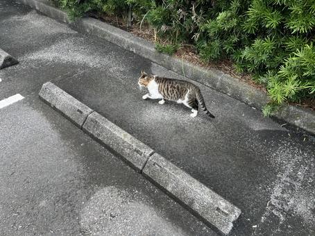 駐車場の猫11 駐車場の猫11の写真