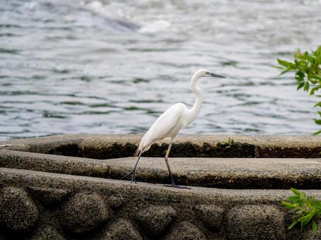 水辺のダイサギ 水辺のダイサギの写真