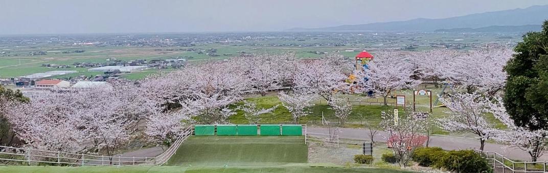 桜 桜の写真