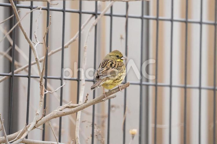 枝に止まるアオジのメス アオジ,野鳥,鳥の写真素材