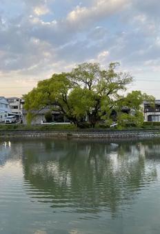 Photo, the scenery, big tree, river side, 