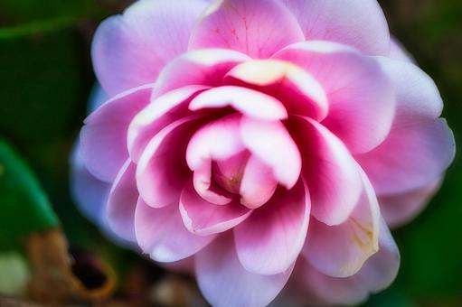 花 花の写真