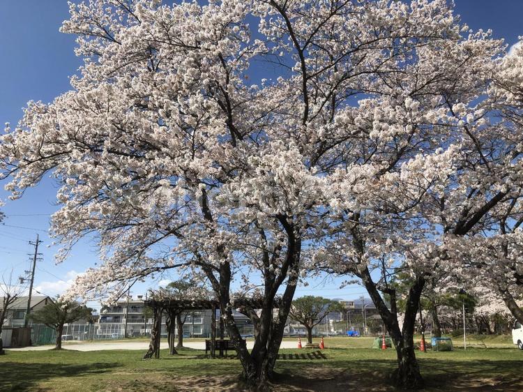天気の良い日の公園 みどり,自然,木の写真素材