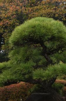 和風庭園　秋1 和風庭園,市川市万葉植物園,公園の写真素材
