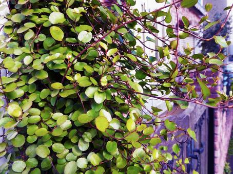 地面から生える植物 地面から生える植物の写真