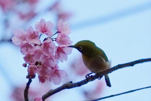 花と鳥 花と鳥の写真