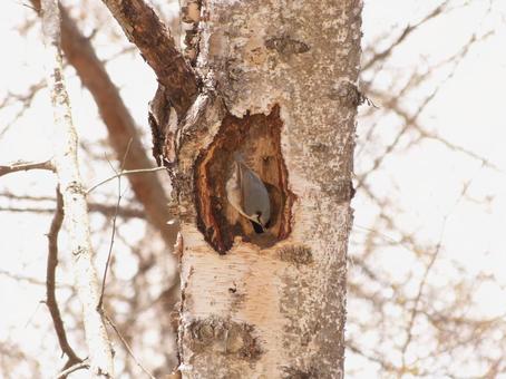 ゴジュウカラ ゴジュウカラ 野鳥,鳥,自然の写真素材