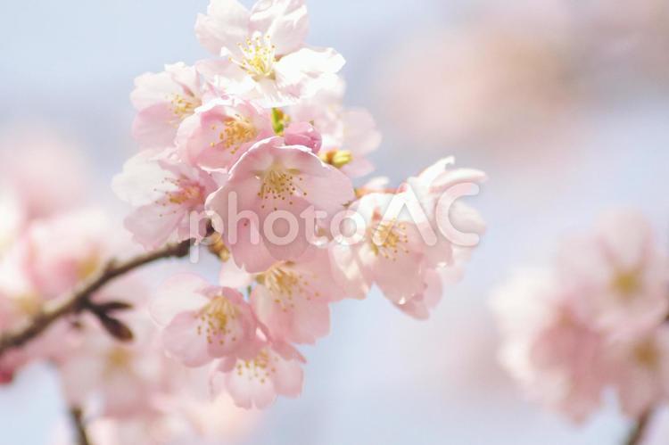 早咲き桜-403 桜,早咲き桜,ピンクの写真素材
