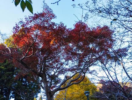 光浴びるもみじ 紅葉,もみじ,茂原公園の写真素材