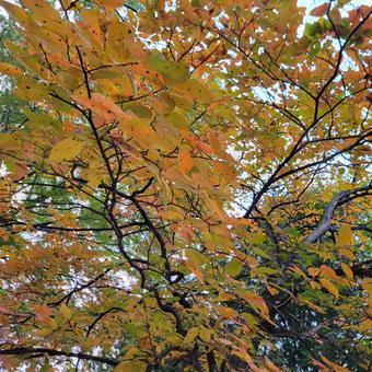 紅葉 紅葉の写真