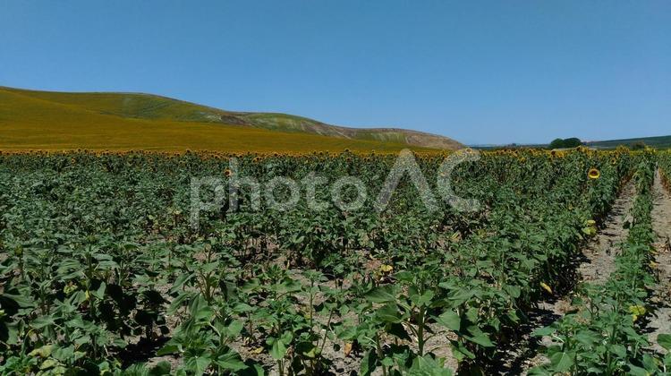 サンタ・クルスのひまわり ひまわり,ひまわり畑,サンタ・クルスの写真素材