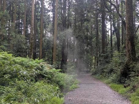 霧島神宮・自然の蒸気が漂う森 霧島神宮・自然の蒸気が漂う森 霧島,霧島神宮,霧島市の写真素材