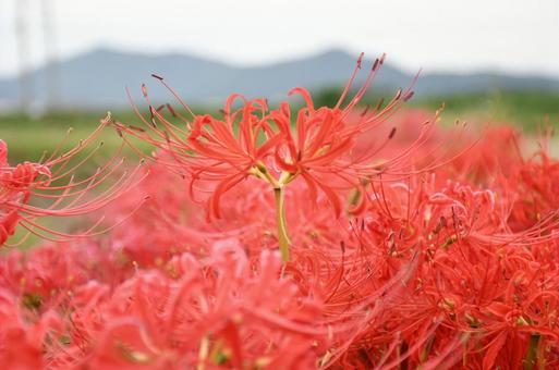 彼岸花 ヒガンバナ,秋,自然の写真素材