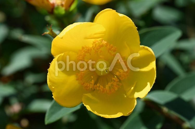 家の庭に咲いたキンシバイの花 クローズアップ,初夏,ガーデニングの写真素材
