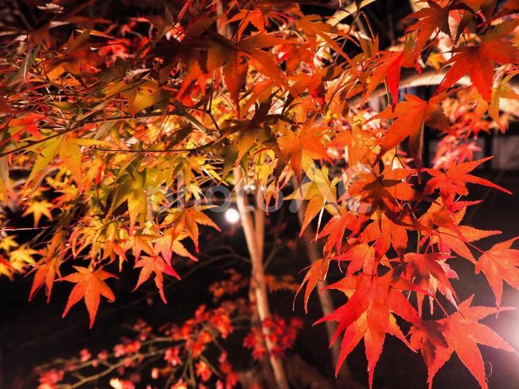 紅葉 もみじ,紅葉,京都の写真素材