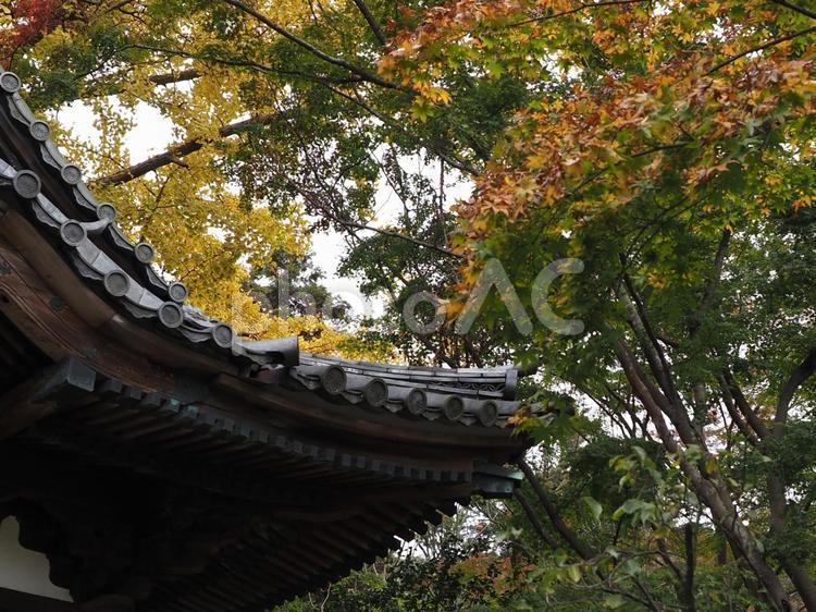 紅葉　秋のイメージ 秋イメージ,紅葉,もみじの写真素材
