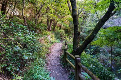 静岡県浜松市　秋の仙厳の滝　遊歩道 日本,静岡県,浜松市の写真素材