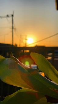夕陽と観葉植物の写真