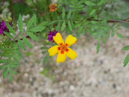 マリーゴールド Marigold マリーゴールド Marigoldの写真