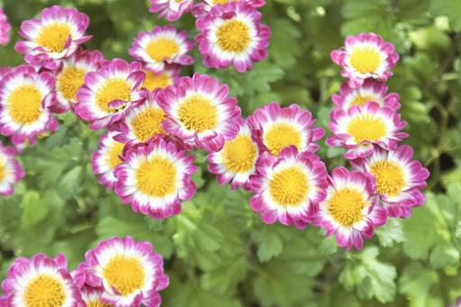 縁が紫色の菊① 菊,紫,白の写真素材