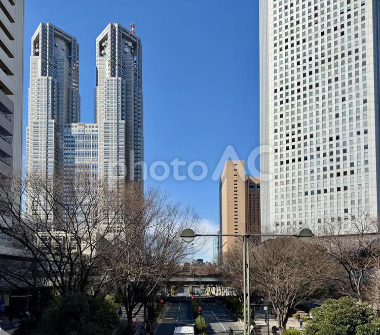 冬の東京都庁周辺の風景 枯れ木,冬,昼間の写真素材