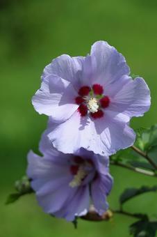 夏の茶室を彩る 夏の茶室を彩るの写真