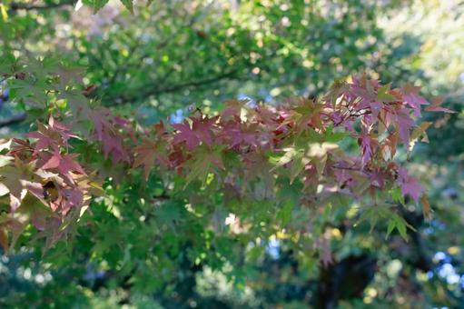 紅葉 紅葉の写真