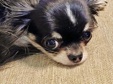 ロングコートチワワ ロングコートチワワ ロングコートチワワ,犬,ペットの写真素材