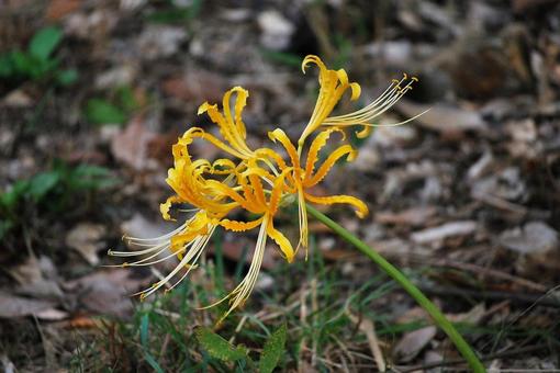 [Flower photo] Scenery of blooming red spider lilies, JPG