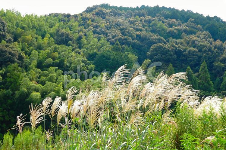 静岡市の里山　すすきの原４ すすき,花穂,風の写真素材