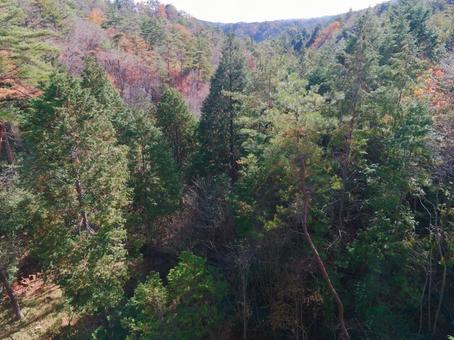 山の木々 山の木々の写真