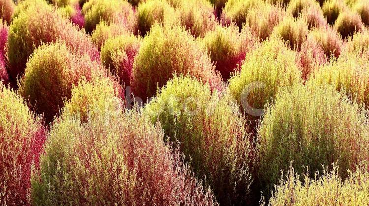 紅葉を始めた秋のコキア コキア,紅葉,秋の写真素材