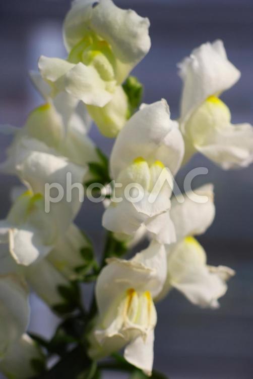 １月下旬の温室のキンギョソウの花 背景,キンギョソウ,花の写真素材