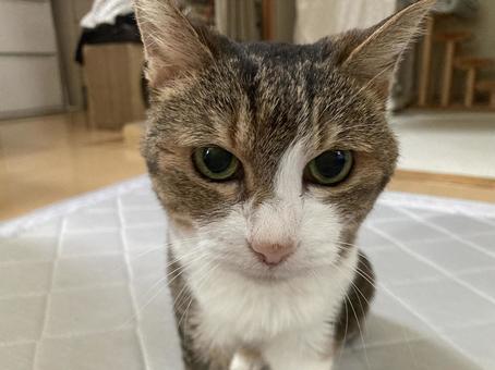 愛猫Ｃ ねこ,ペット,動物の写真素材