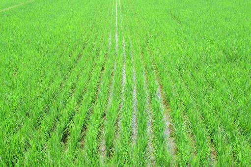 6月、田植えを終えた水田 6月、田植えを終えた水田の写真