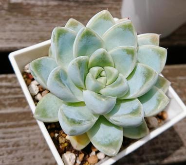 ケッセルリンギアナ ケッセルリンギアナ 草花,自然,多肉植物の写真素材